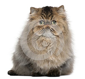 Persian cat, 8 months old, sitting