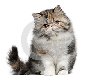 Persian cat, 8 months old, sitting