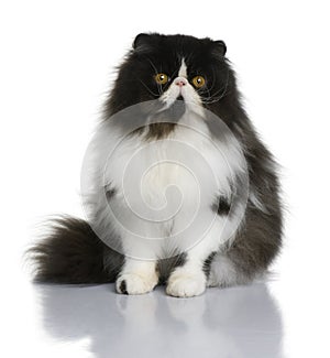 Persian cat, 9 months old