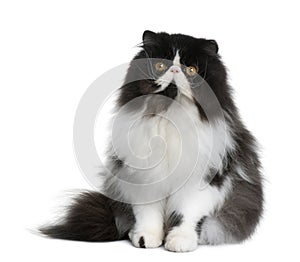 Persian cat, 9 months old