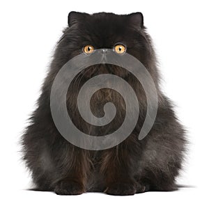 Persian cat, 9 months old