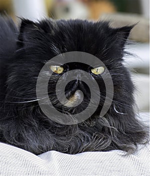 Persian Cat Color Dark Smoke looking with great interest