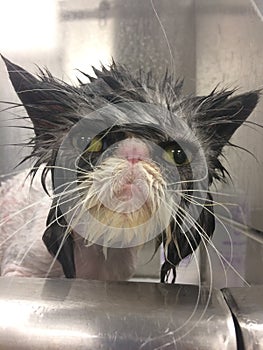 Persian cat getting a bath in a tub cat eyes grumpy cat gray wet cat