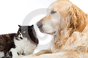 Persian Cat With Golden Retriever Dog