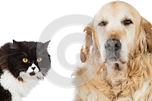 Persian Cat With Golden Retriever Dog