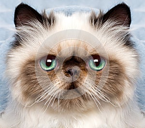 Persian cat with green eyes