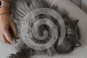 Persian cat of grey color lying on a sofa and enjoys cuddles