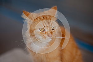 Persian cat kept at home, old age, orange