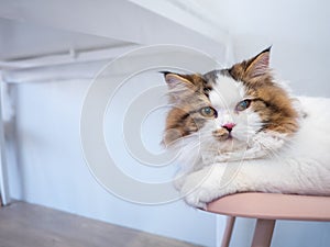 Persian cat lay down on chair looking to the camera