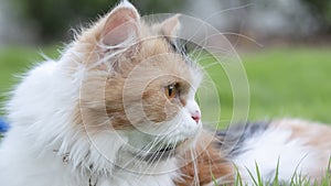 The Persian cat lied on the grass in the front yard
