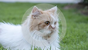 The Persian cat lied on the grass