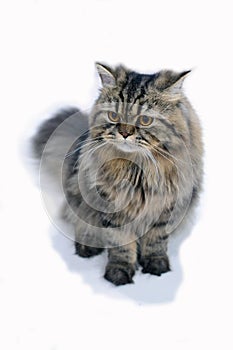 Persian Cat like a Maine Coon Cat 1