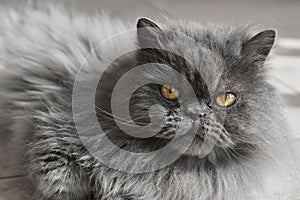 Persian cat with long grey fur and yellow eyes