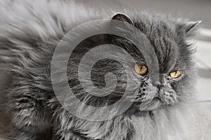 Persian cat with long grey fur and yellow eyes