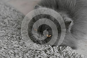 Persian cat lying on a carpet with sad emotion