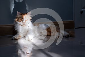 A Persian cat lying on the floor in the room
