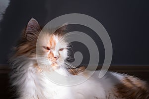 A Persian cat lying on the floor in the room