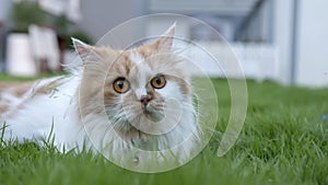 A Persian cat is lying on the grass in the front yard