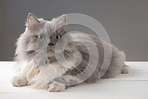 Persian cat lying on a white wooden table