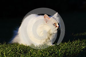 Persian cat, outdoor img