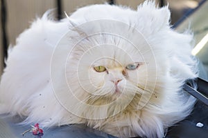 Portrait of a Persian cat sitting on a fence