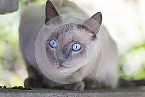 Portrait of a Persian cat sitting on a fence