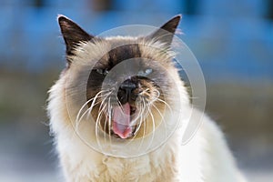 Portrait of a Persian cat with the mouth wide open