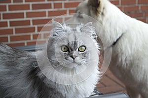 Persian cat portrait. Grey fluffy cat.