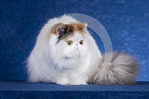 Persian Cat 1