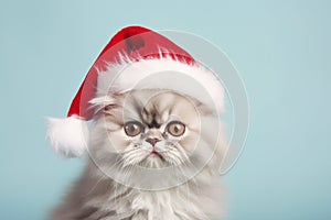 Persian cat with Santa Claus hat in front of pastel blue background