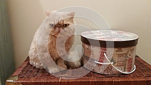 Persian Cat Sit/ Gato Persa sentado