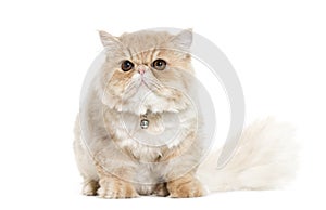 Persian cat sitting in front of white background