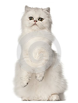 Persian cat, sitting in front of white background