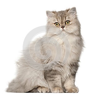 Persian cat, sitting in front of white background