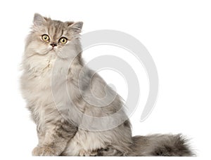 Persian cat, sitting in front of white background