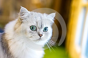 Persian cat sitting in the room