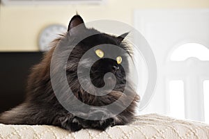 Persian cat sitting img