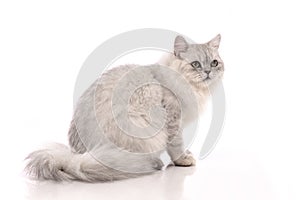 Persian cat sitting on white background,isolated