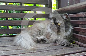 Persian cat staring at the bird on tree branch