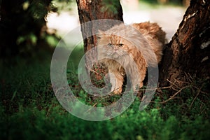 Persian cat walking in a park