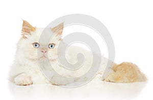 Peržan mačka na bielom 