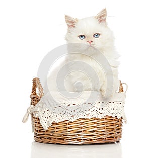 Persian cat in wicker basket