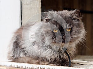 Persian cat on window