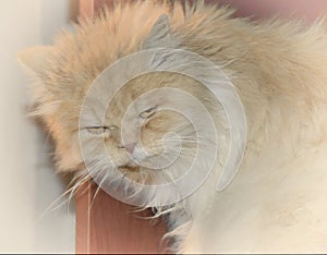 Persian cat woke up unhappy photo