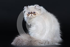 Persian cat