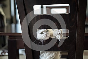 Persian chinchilla cat playing with the back of a chair