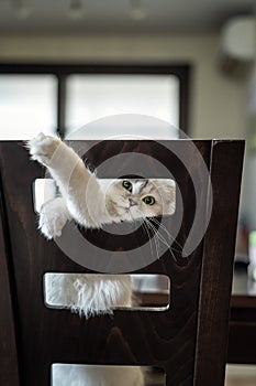 Persian chinchilla cat playing with the back of a chair
