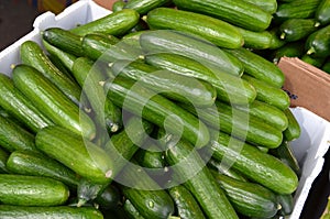 Persian Cucumbers photo