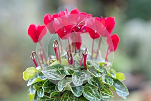 Persian Cyclamen persicum with big deep red flowers