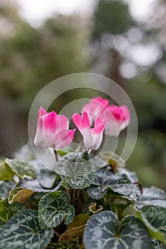 Persian Cyclamen persicum big pink and white flowers